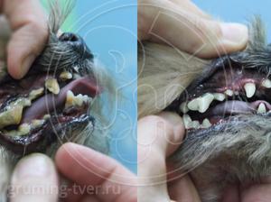 Чистка зубов у собак в Твери. Запись: +7 (4822) 60-05-77 фото 1