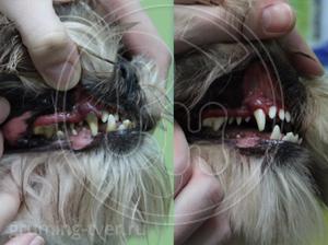 Чистка зубов у собак в Твери. Запись: +7 (4822) 60-05-77 фото 7