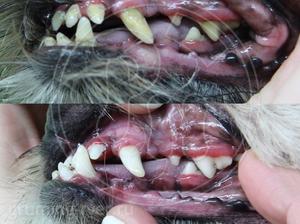 Чистка зубов у собак в Твери. Запись: +7 (4822) 60-05-77 фото 8
