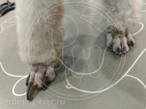 Стрижка когтей у собак в Твери. Запись: +7 (4822) 60-05-77 фото