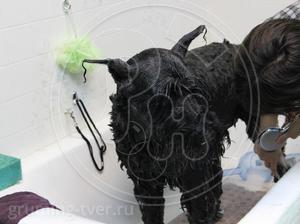 Мытьё собак в салоне в г. Твери. Запись: +7 (4822) 60-05-77 фото