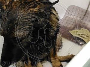 Мытьё собак в салоне в г. Твери. Запись: +7 (4822) 60-05-77 фото 7