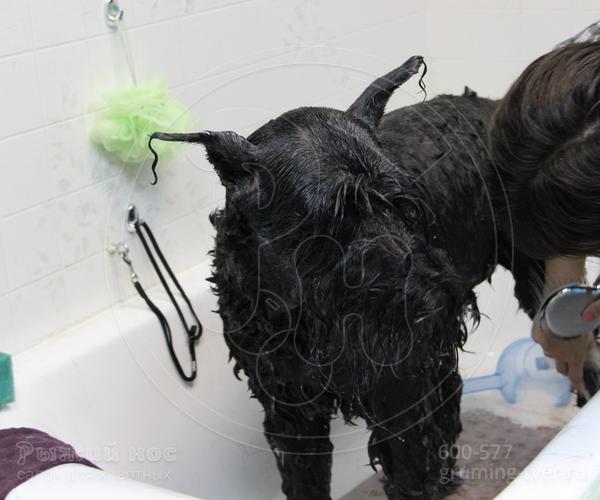 Мытьё собак в салоне в г. Твери. Запись: +7 (4822) 60-05-77 фото 3