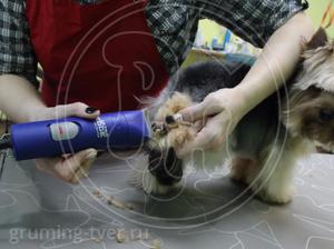 Гигиеническая стрижка собак в Твери. Запись: +7 (4822) 60-05-77 фото 8