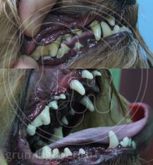 Чистка зубов у собак в Твери. Запись: +7 (4822) 60-05-77 фото