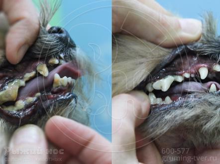 Чистка зубов у собак в Твери. Запись: +7 (4822) 60-05-77 фото