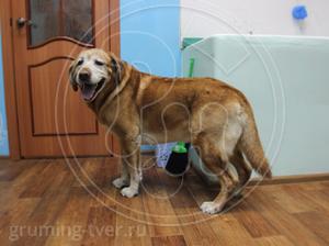 Стрижка и уход за собаками породы «Лабрадор» в Твери! Запись: (4822) 60-05-77 | Салон для животных «Рыжий нос» фото
