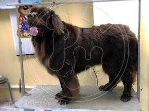 Стрижка и уход за собаками породы «Ньюфаундленд» в Твери! Запись: (4822) 60-05-77 | Салон для животных «Рыжий нос» фото