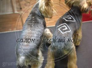 Выбривание узора по шерсти собак в Твери. Запись: +7 (4822) 60-05-77 фото
