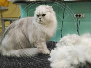 Стрижка и вычесывание кошек в салоне в г. Твери! Запись: +7 (4822) 60-05-77 фото 5