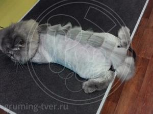 Стрижка и вычесывание кошек в салоне в г. Твери! Запись: +7 (4822) 60-05-77 фото