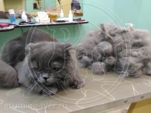 Стрижка и вычесывание кошек в салоне в г. Твери! Запись: +7 (4822) 60-05-77 фото