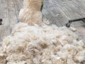 Стрижка и уход за собаками породы «Южнорусская овчарка» в Твери! Запись: (4822) 60-05-77 | Салон для животных «Рыжий нос» фото