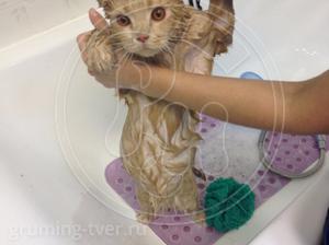 Мытьё кошек в салоне «Рыжий Нос» в Твери. Запись: +7 (4822) 60-05-77 фото