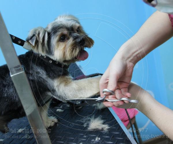 Комплексный уход для собак в Твери. Запись: +7 (4822) 60-05-77 фото 2