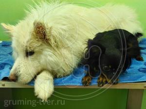 Мытьё собак в салоне в г. Твери. Запись: +7 (4822) 60-05-77 фото