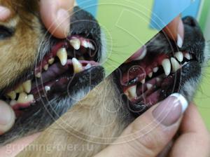Чистка зубов у собак в Твери. Запись: +7 (4822) 60-05-77 фото 6