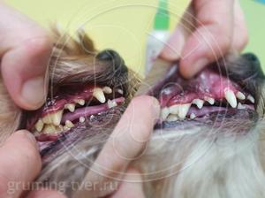 Чистка зубов у собак в Твери. Запись: +7 (4822) 60-05-77 фото 10