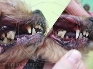 Чистка зубов у собак в Твери. Запись: +7 (4822) 60-05-77 фото 9