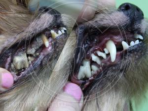 Чистка зубов у собак в Твери. Запись: +7 (4822) 60-05-77 фото 3