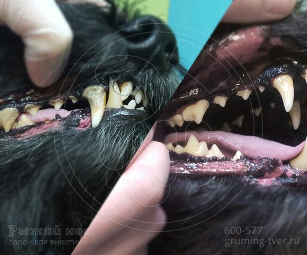 Чистка зубов у собак в Твери. Запись: +7 (4822) 60-05-77 фото 5