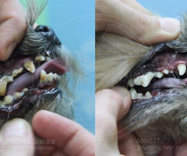 Чистка зубов у собак в Твери. Запись: +7 (4822) 60-05-77 фото 1