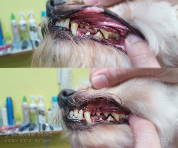 Чистка зубов у собак в Твери. Запись: +7 (4822) 60-05-77 фото 4