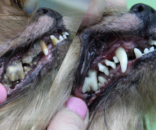 Чистка зубов у собак в Твери. Запись: +7 (4822) 60-05-77 фото 3