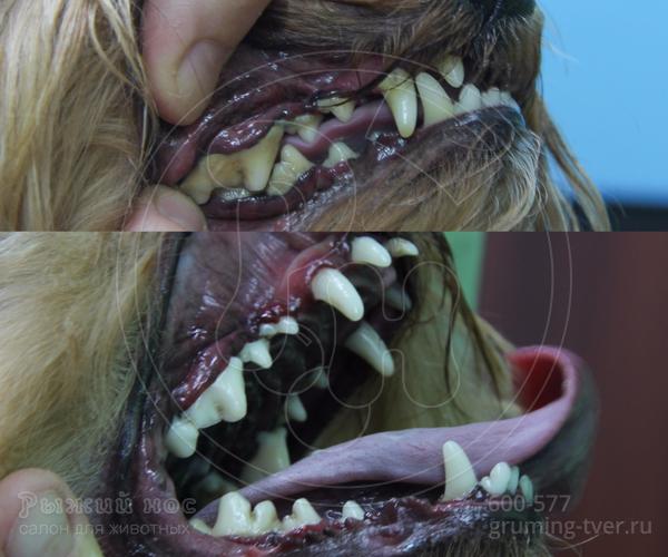 Чистка зубов у собак в Твери. Запись: +7 (4822) 60-05-77 фото 2