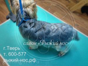 Выбривание узора по шерсти собак в Твери. Запись: +7 (4822) 60-05-77 фото 2