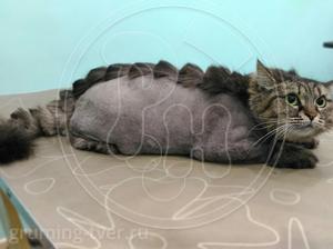 Стрижка и вычесывание кошек в салоне в г. Твери! Запись: +7 (4822) 60-05-77 фото 4