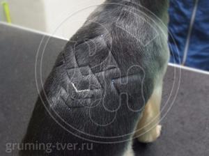 Декоративные услуги для собак в Твери. Запись: +7 (4822) 60-05-77 фото 12