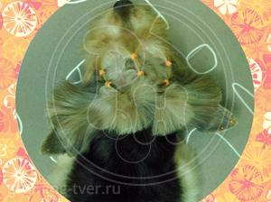 Декоративные услуги для собак в Твери. Запись: +7 (4822) 60-05-77 фото 13