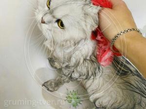 Мытьё кошек в салоне «Рыжий Нос» в Твери. Запись: +7 (4822) 60-05-77 фото 1